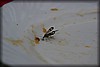 frostav-090625_2337.jpg