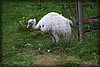 frostav-20090910_0681.jpg