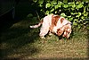 tydinge-20100720_1959.jpg