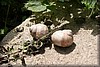 fikatur-20100821_2237.jpg