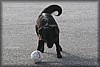 vollsjo-20100919_2736.jpg