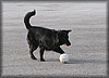 vollsjo-20100919_2742.jpg